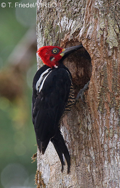 Crimson-crested Woodpecker f26-15-038.jpg